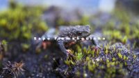 Atlantic Forest Minute Series - Episode Maldonada redbelly toad